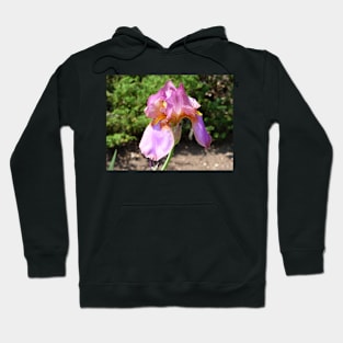 Fresh blooming iris in the Spring Hoodie